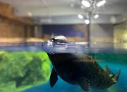 Satwa Akuatik Anjing Laut Siap Hibur Pengunjung Jakarta Aquariun & Safari di Libur Lebaran 2024