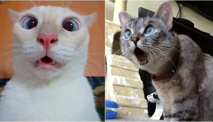 10 Potret Ekspresi Kucing saat Kaget Ini Lucu Banget, Bikin Gemas
