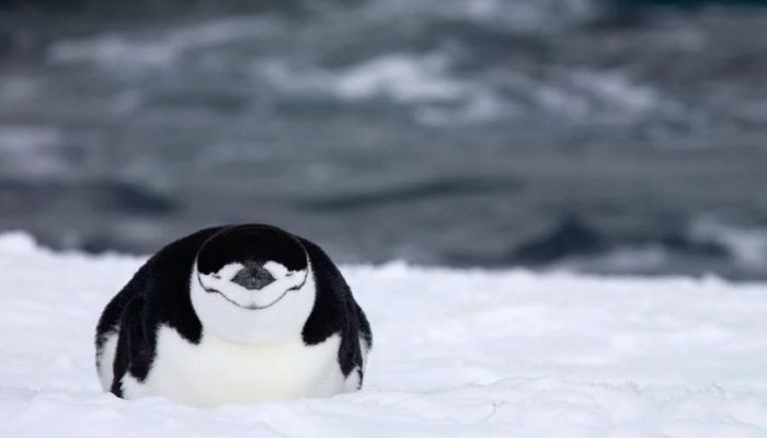 Lubang Ozon di Antartika Jadi Ancaman bagi Penangkaran Penguin dan Anjing Laut